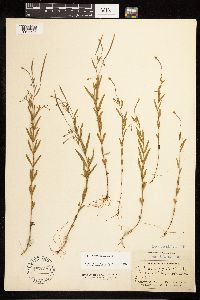 Epilobium palustre image