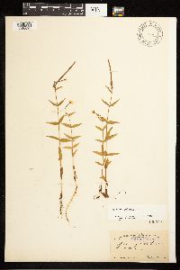 Epilobium palustre image