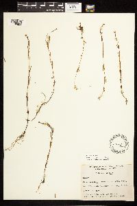 Epilobium palustre image