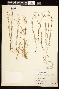 Epilobium palustre image