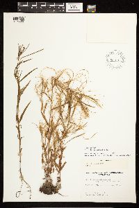 Epilobium palustre image
