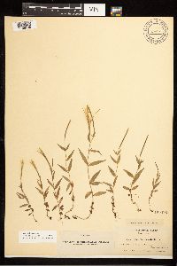 Epilobium palustre image