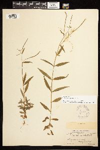 Epilobium palustre image