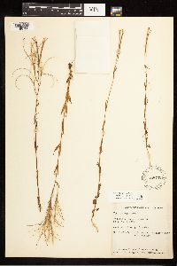 Epilobium palustre image