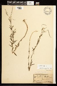 Epilobium palustre image