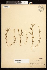 Epilobium palustre image