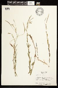 Epilobium palustre image