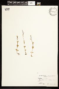 Epilobium palustre image