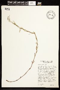 Epilobium palustre image