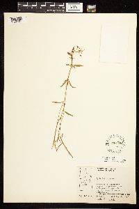 Epilobium palustre image