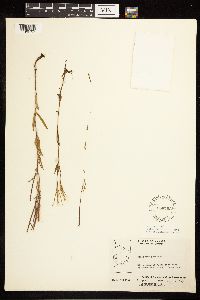 Epilobium palustre image