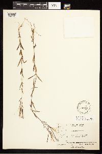 Epilobium palustre image