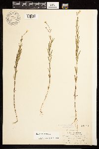 Epilobium palustre image