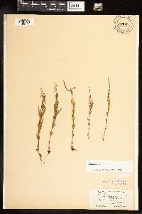 Epilobium palustre image
