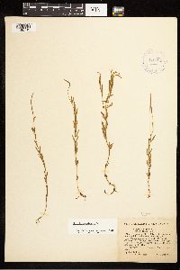 Epilobium palustre image