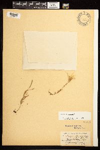 Epilobium palustre image