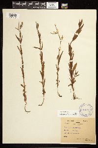 Epilobium palustre image