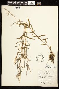 Epilobium palustre image