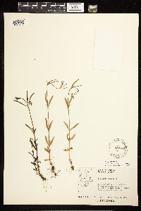 Epilobium palustre image
