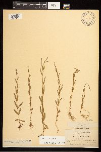 Epilobium palustre image