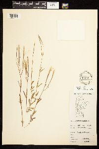 Epilobium palustre image