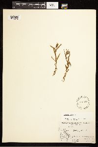 Epilobium palustre image