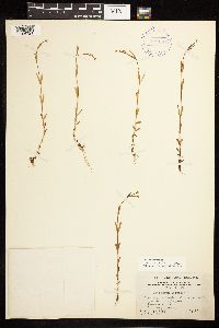 Epilobium palustre image