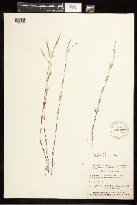 Epilobium palustre image