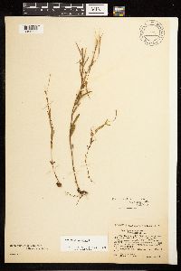 Epilobium palustre image