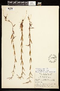 Epilobium palustre image