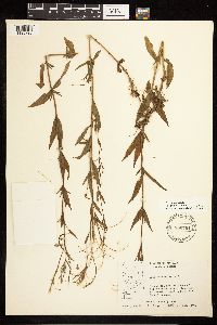 Epilobium palustre image