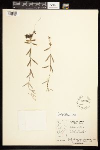 Epilobium palustre image