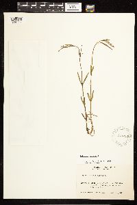 Epilobium palustre image