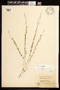 Epilobium palustre image