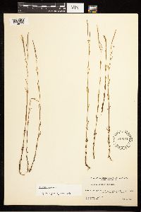 Epilobium palustre image