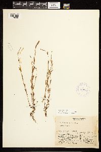 Epilobium palustre image