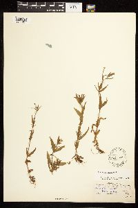 Epilobium palustre image
