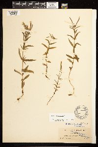 Epilobium palustre image