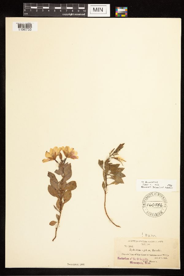 Epilobium rigidum image