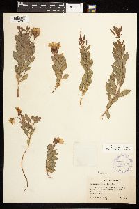 Epilobium rigidum image