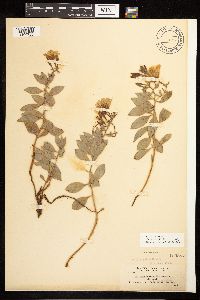 Epilobium rigidum image