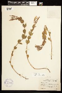 Epilobium rigidum image