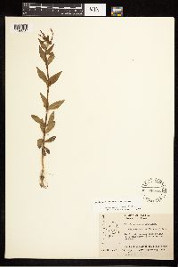 Epilobium saximontanum image