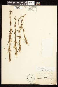 Epilobium saximontanum image