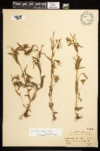 Epilobium saximontanum image