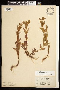 Epilobium saximontanum image