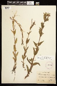 Epilobium saximontanum image