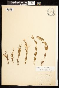 Epilobium saximontanum image