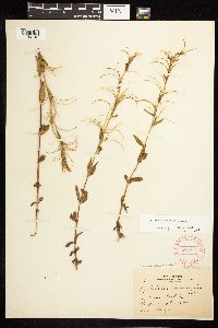 Epilobium saximontanum image