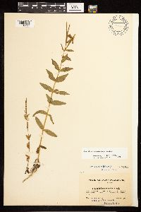 Epilobium saximontanum image